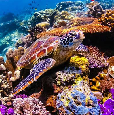  Diving and Snorkeling 